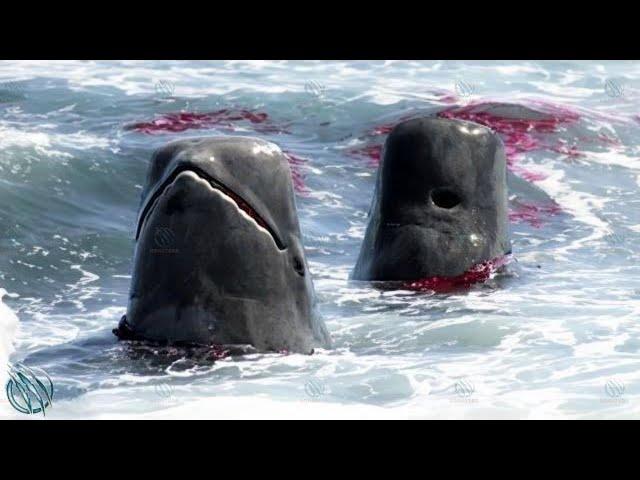 PILOT WHALE ─ Even Orcas are Afraid of the Cheetahs of the Deep Sea!