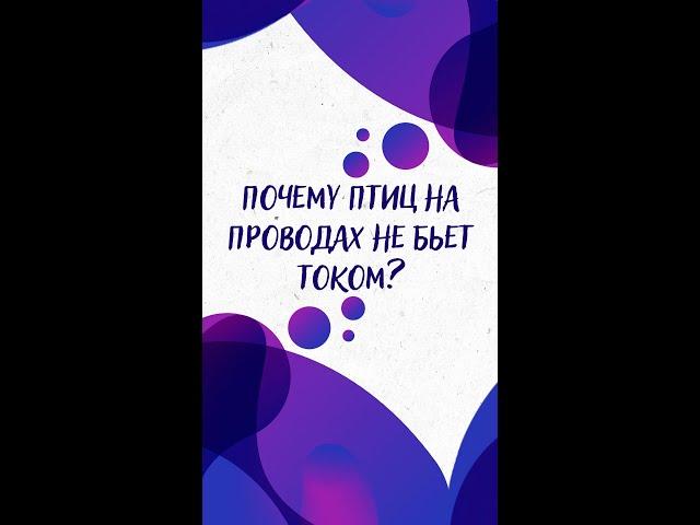 Почему ПТИЦ на проводах НЕ БЬЕТ ТОКОМ? — Научпок #shorts