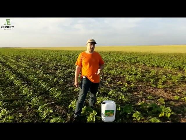 ВІТАЗИМ БІО - знімаємо фітотокс соняшнику, антистресантна дія після внесення гербіцидів