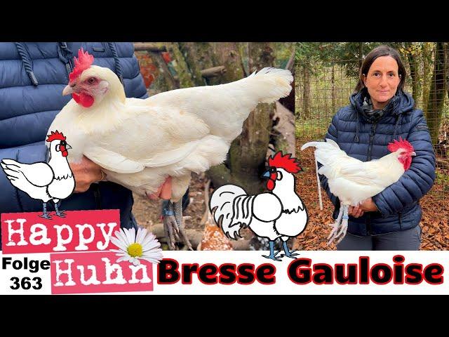 Das Bressehuhn bzw. "Les Bleues" im Rasseportrait bei HAPPY HUHN - Folge 363 Bresse Gauloise-Hühner