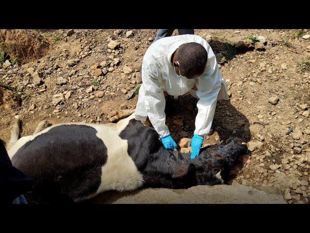 Uncovering a Dangerous Meat Market Tied to Anthrax Outbreaks in Uganda