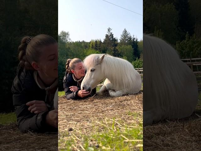 Time to relax ️ #shorts #horse #pony #equestrian