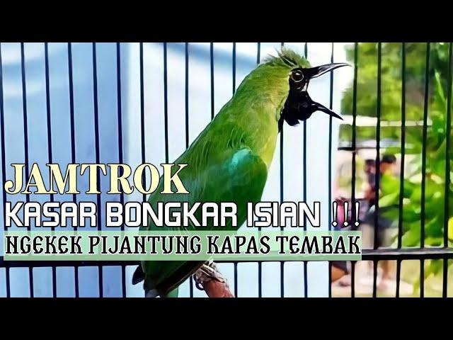 FULL Nembak Panjang-Panjang - Cucak Ijo Ngotot bongkar Isian Kasar