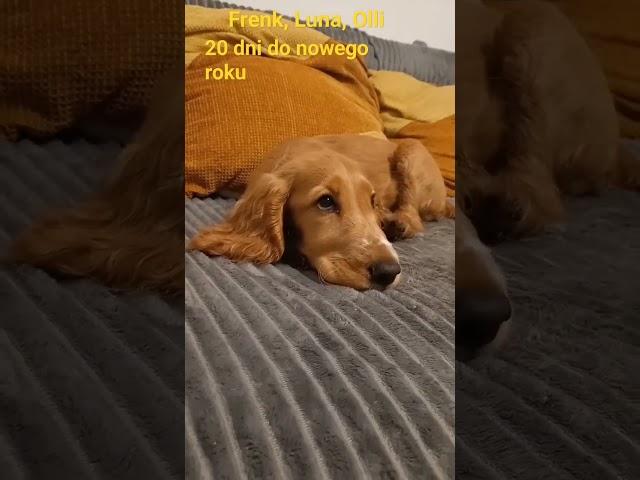 Olli dog #video #youtube #bestfriends #funny #dog #funnydog #olli #cockerspaniel #shorts