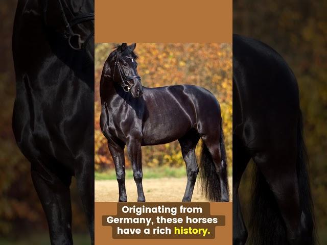 Grace and Power: Interesting Facts About the Hanoverian Horse #hanoverianhorse #horses