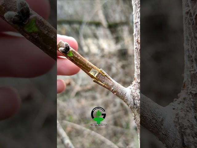 Best grafting technique peach tree #relaxing #satisfying #bonsai #woodworking