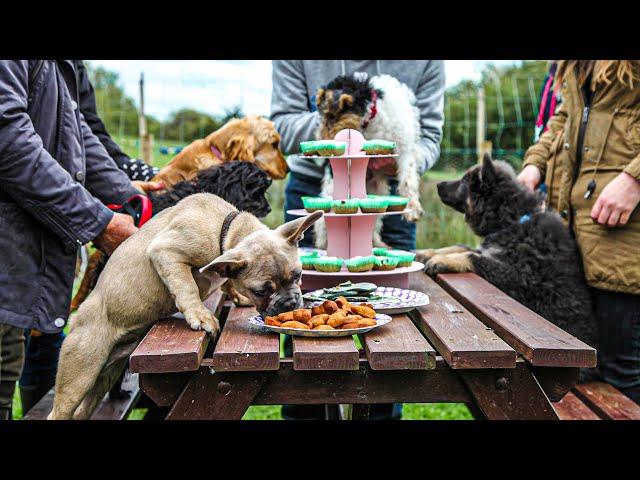 Good Dog, Bad Dog: Inside the World of Doggy Day Care S01E01 - French Bulldog