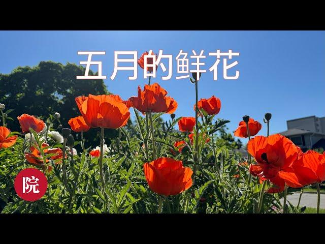 【彬彬有院】花•1218 五月的院子百花齐放，牡丹季艳丽的牡丹花，龙沙宝石也开始开花了，芍药和鸢尾花正当季，美艳的虞美人也是当季最当红的花之一，强烈推荐石竹花，看看她们在我的院子里开的多么美丽