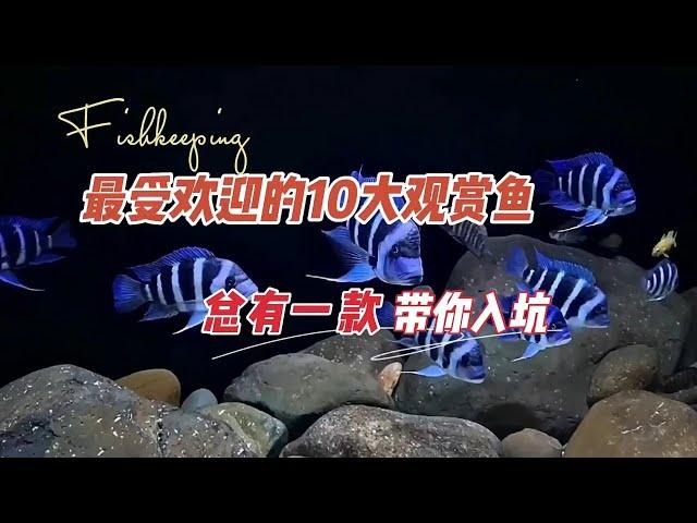 最受歡迎的10大觀賞魚，哪種最火，總有一種帶你入坑#觀賞魚大全#觀賞魚排名#觀賞魚