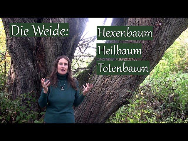 Die Weide | Hexen-, Heil- und Totenbaum