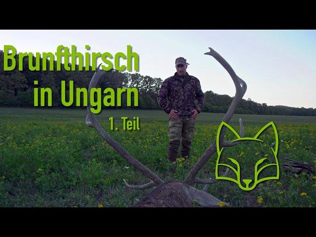 Auf Brunfthirsch in Ungarn