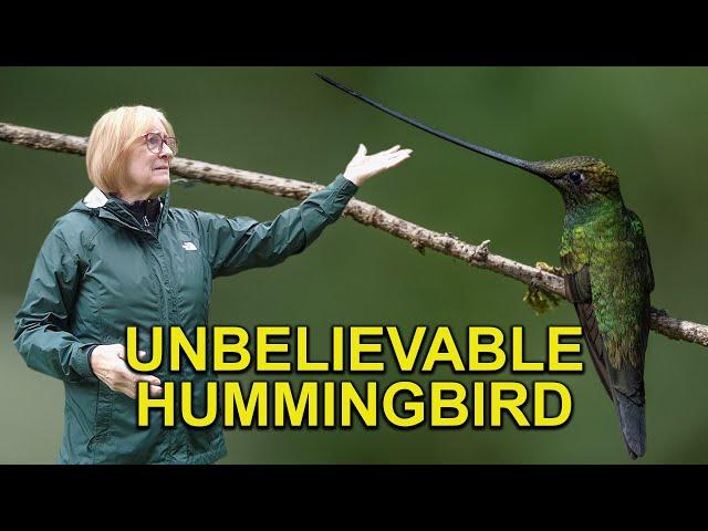 Hummingbird with LONGEST BEAK Feeding on Feeders!