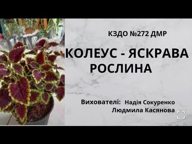 Колеус - яскрава рослина