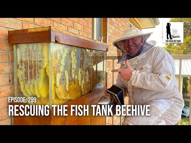 Saving The Fish Tank Beehive: Transferring To A Flow Hive | The Bush Bee Man