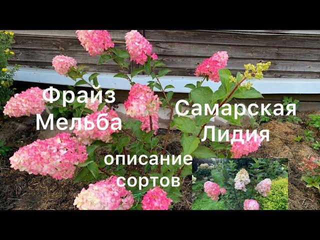ГОРТЕНЗИИ САМАРСКАЯ ЛИДИЯ И ФРАЙЗ МЕЛЬБА. Описание сортов