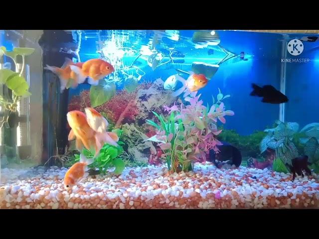 2 Feet tank Lion head And Orenda goldfish Aquarium