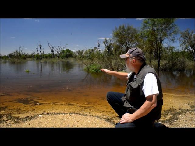 Floods and Ants - Cadell, South Australia