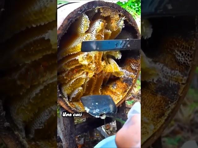 Pure Gold: Fresh Honey Harvested from Natural Honeycomb!