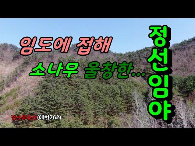 (매매보류)임도에 접해 소나무 울창한 정선임야 / 정선토지박사