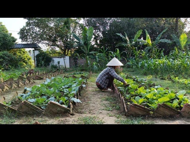 Gardening, harvesting, preserving, cooking delicious bamboo shoot noodles