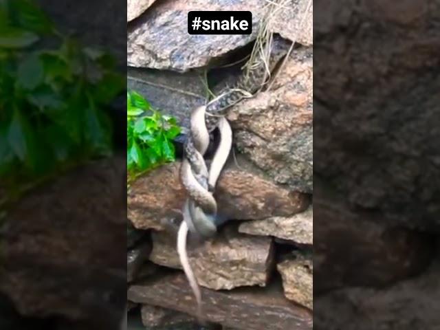 #Snake 