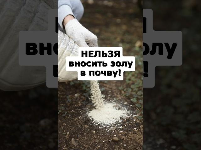 Не сыпьте золу в почву пока не посмотрите видео! #огород #сад #садоводство #дача #урожай