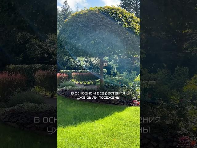 Клён «Глобозум»  #тренды #ландшафт #сад #дача #цветы #природа #flowers #garden #ландшафтныйдизайн