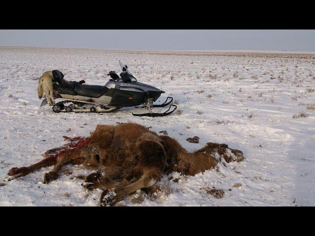 ОХОТА НА ВОЛКОВ В КАЗАХСТАНЕ hunting wolves