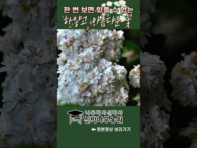 하얀 겹꽃을 다복하고 아름답게 피우는 소주조팝나무 #가드닝 #나무심기 #정원