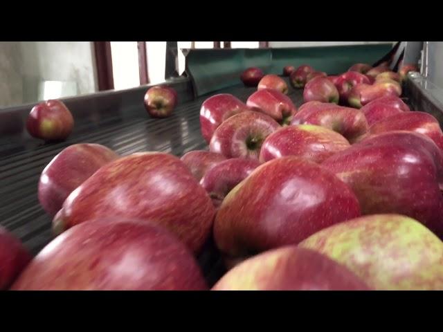 Automated Apple Grading in Kashmir