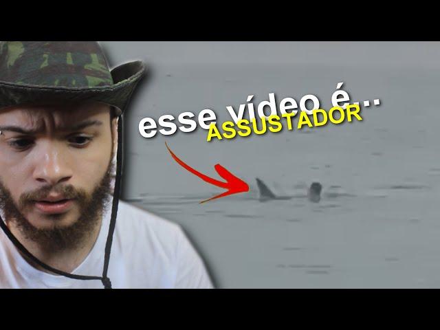 TUBARÃO devora HOMEM nas águas do EGITO | wildboppre