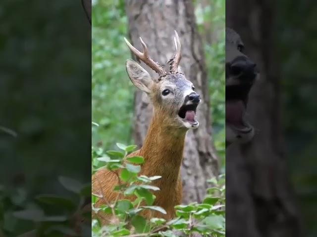 А ВЫ СЛЫШАЛИ КАК КРИЧИТ САМЕЦ КОСУЛИ ? #ГОНКОСУЛИ