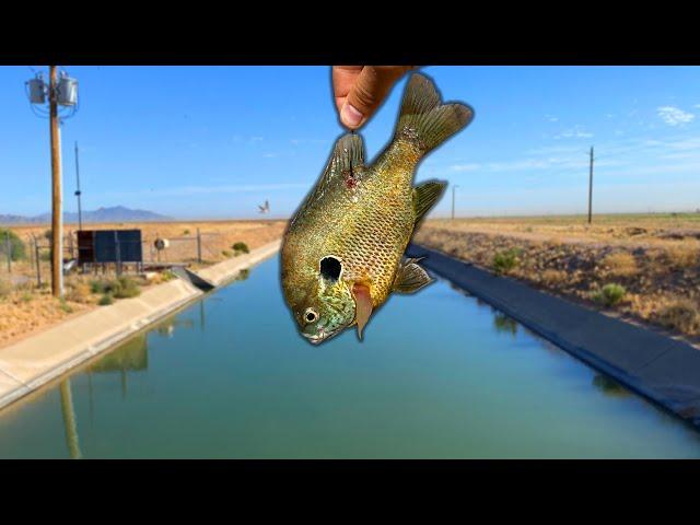 I Dropped A LIVE BLUEGILL In The Middle Of The DESERT