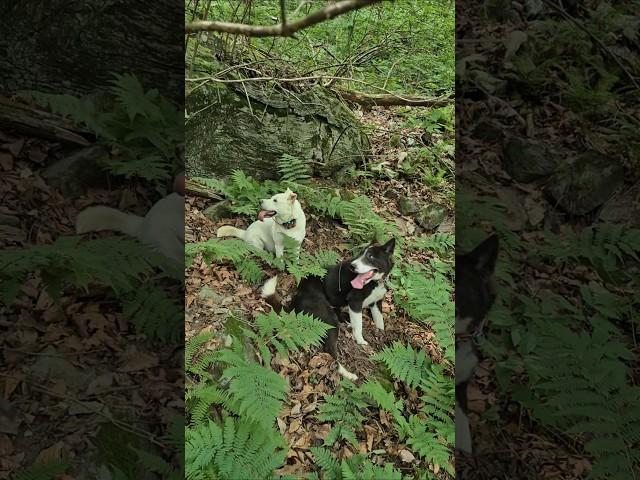 사는게 장난이야 시골 강아지 돈벌기 #시골생활 #집사 #반려견