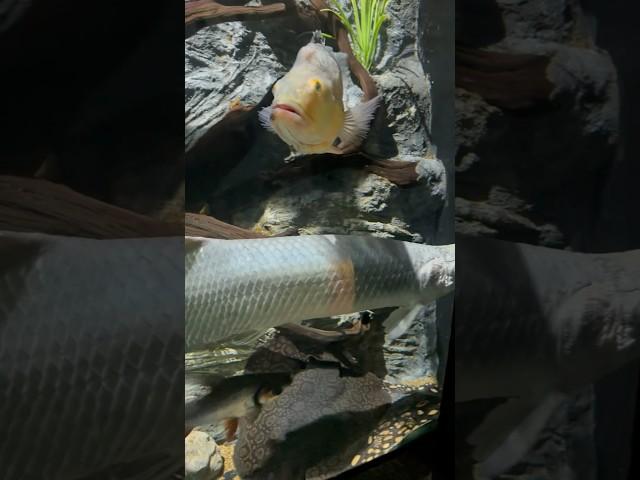 Monster Fish!  #fish #peces #acuariofilia #viralvideo