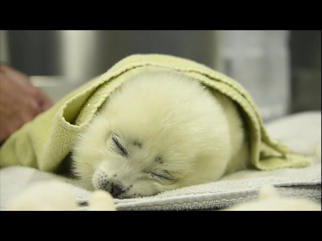 1 Hour and 35 Minutes Of Cute Babe Seals