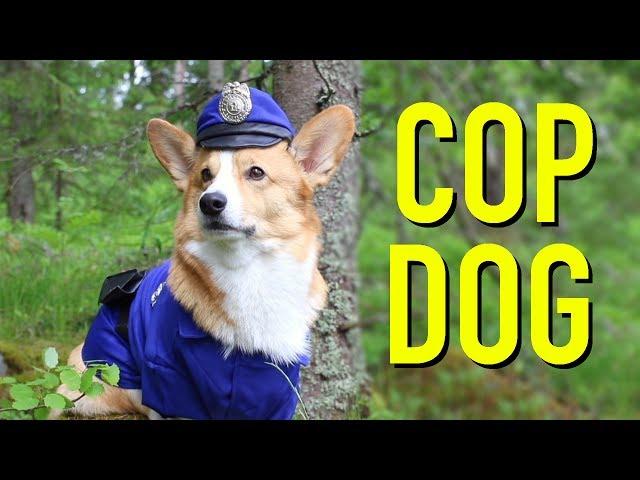 IF DOGS WERE COPS - Topi the Corgi