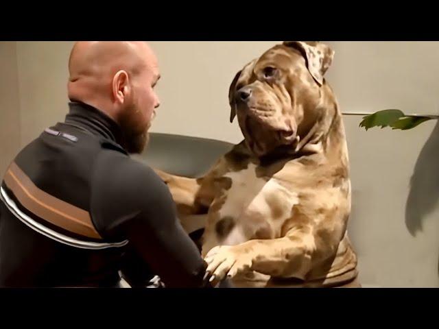 100 Pound Dog Still Thinks He’s a Baby!  Funny Dog Videos 2025