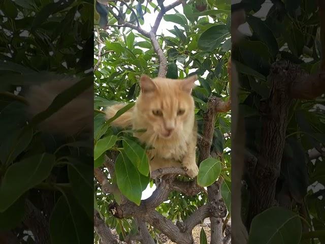 La Palma Finca BiJo - der Löwe im Avocadobaum