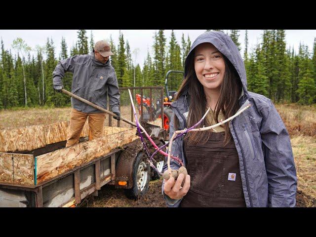 Supply Run to the Old Cabin | Hatching Eggs & Planting Potatoes