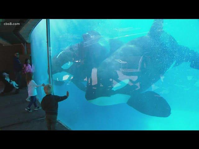 Seaworld reopening after COVID closure