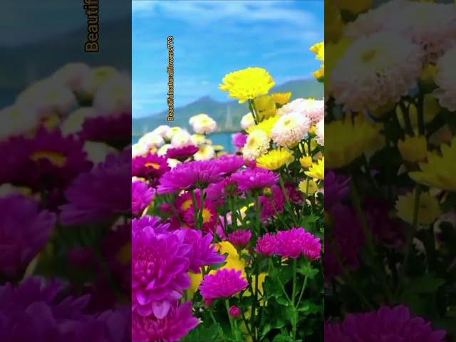 #amazing colourful flowers #beautifulflowers #trending