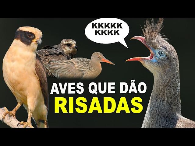 CANTOS DE AVES QUE DÃO RISADAS | Pássaros com cantos lembram risadas “CANAL AVES” [CANTOS DE AVES]