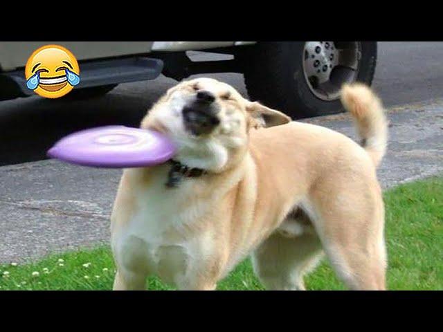 Laughs Guaranteed: Funny Animal Moments to Brighten Your Day | Pets Island