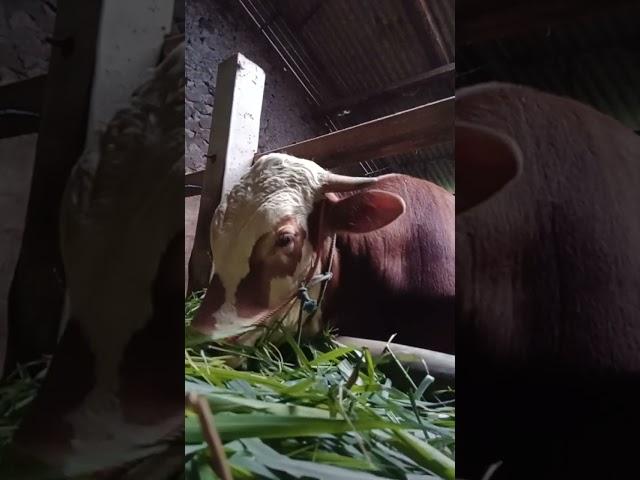 Ramos makan siang #cow #sapiindia #peternakansapiindonesia #animals #sapiartis #sapijumbo