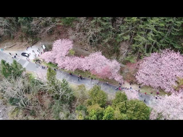 《 2019 台灣 台中 》武陵農場櫻花季  紅粉佳人 全紀錄