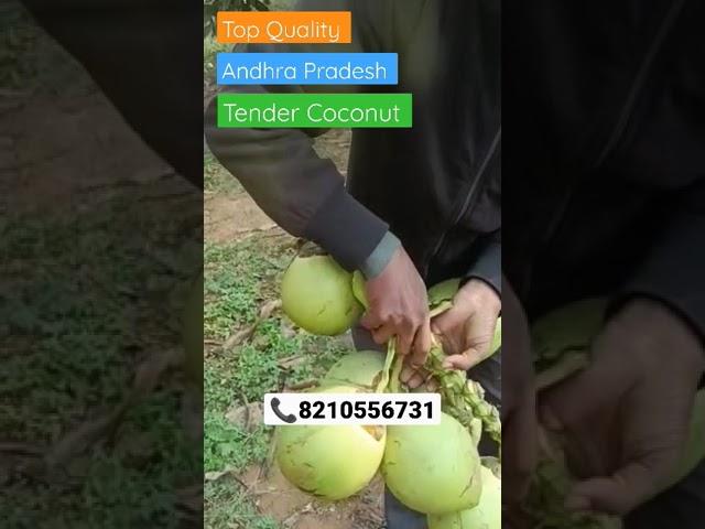 Andhra Pradesh Top Quality Tender Coconut Available Contact Us: 8210556731#vickyagro#shorts#trending