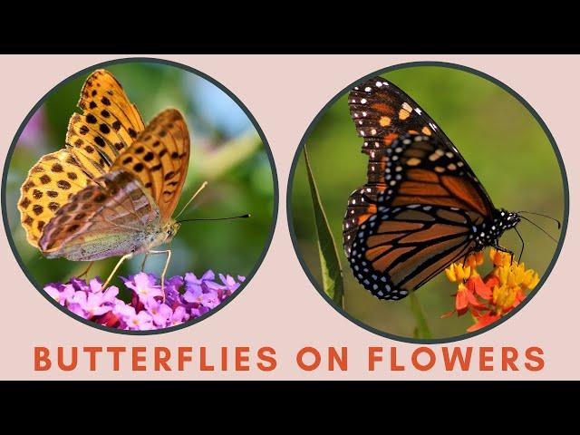 Butterflies on flowers | Butterfly BLOOMS with MOODY BLOOMS