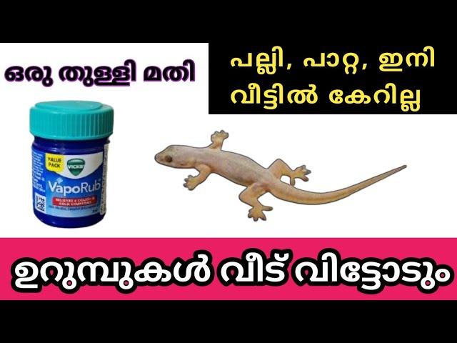 പല്ലിയും ഉറുമ്പും വീടും നാടും വിട്ടോടും|How to get rid of Lizard