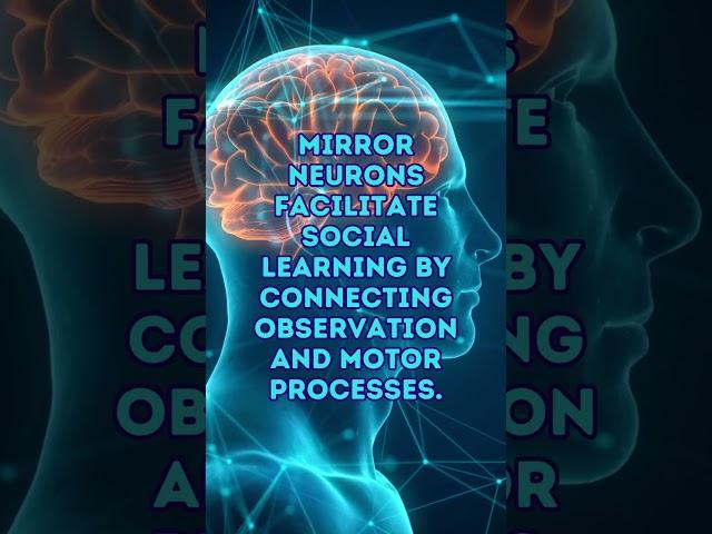 Psychology Bites -  Mirror Neurons